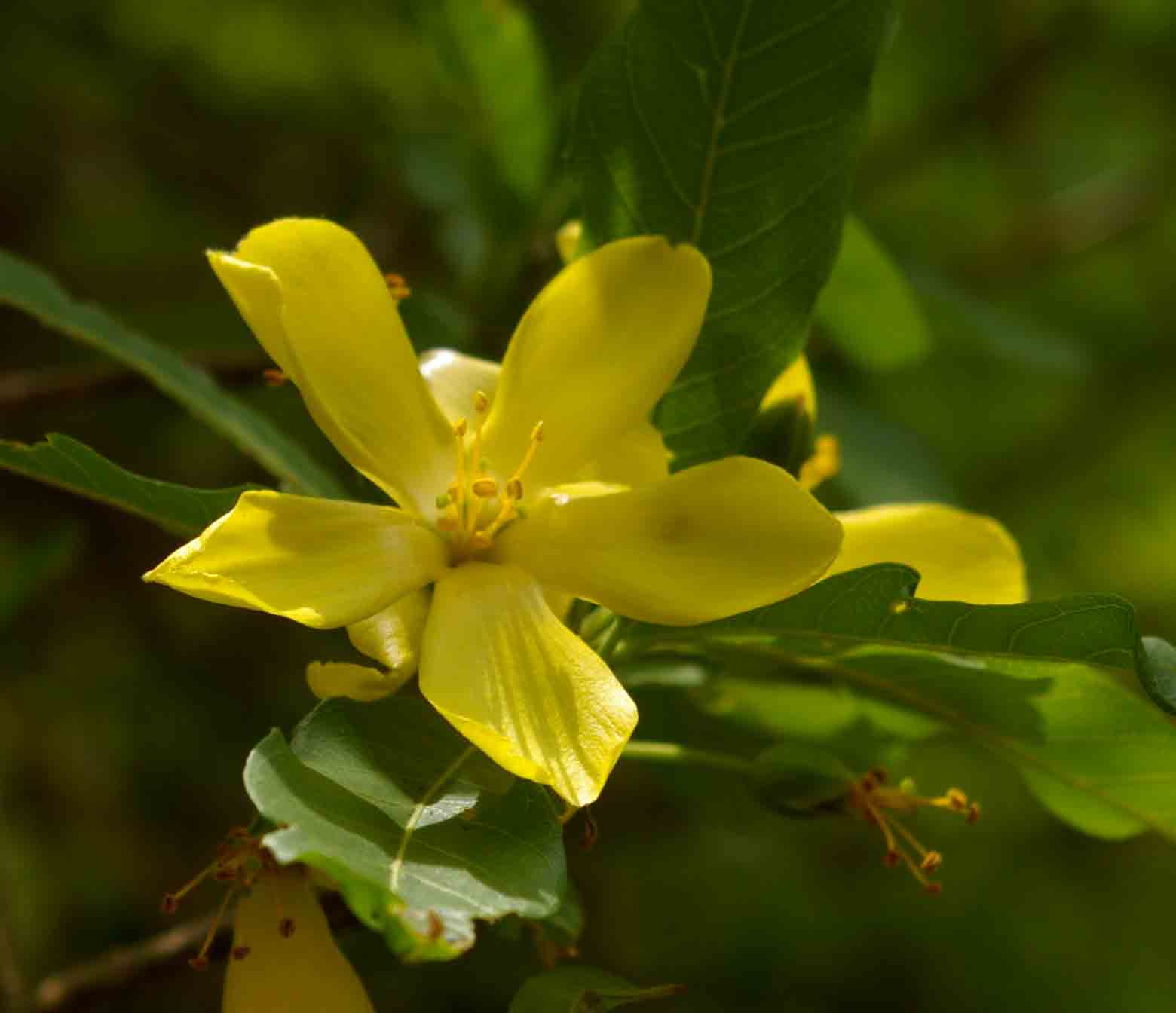 Hugonia orientalis