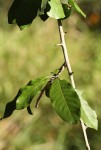 Hugonia orientalis