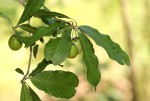 Hugonia orientalis
