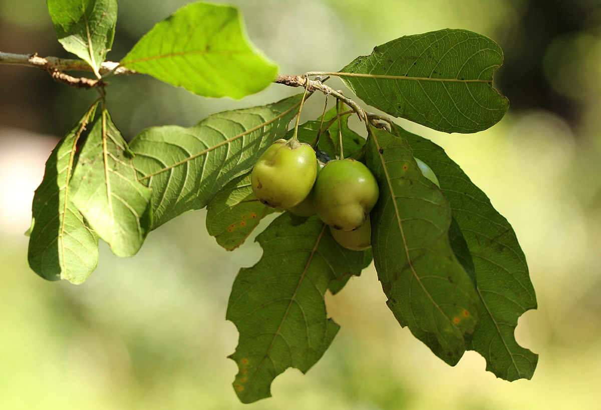 Hugonia orientalis