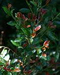 Erythroxylum emarginatum