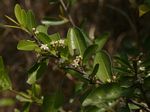 Erythroxylum emarginatum