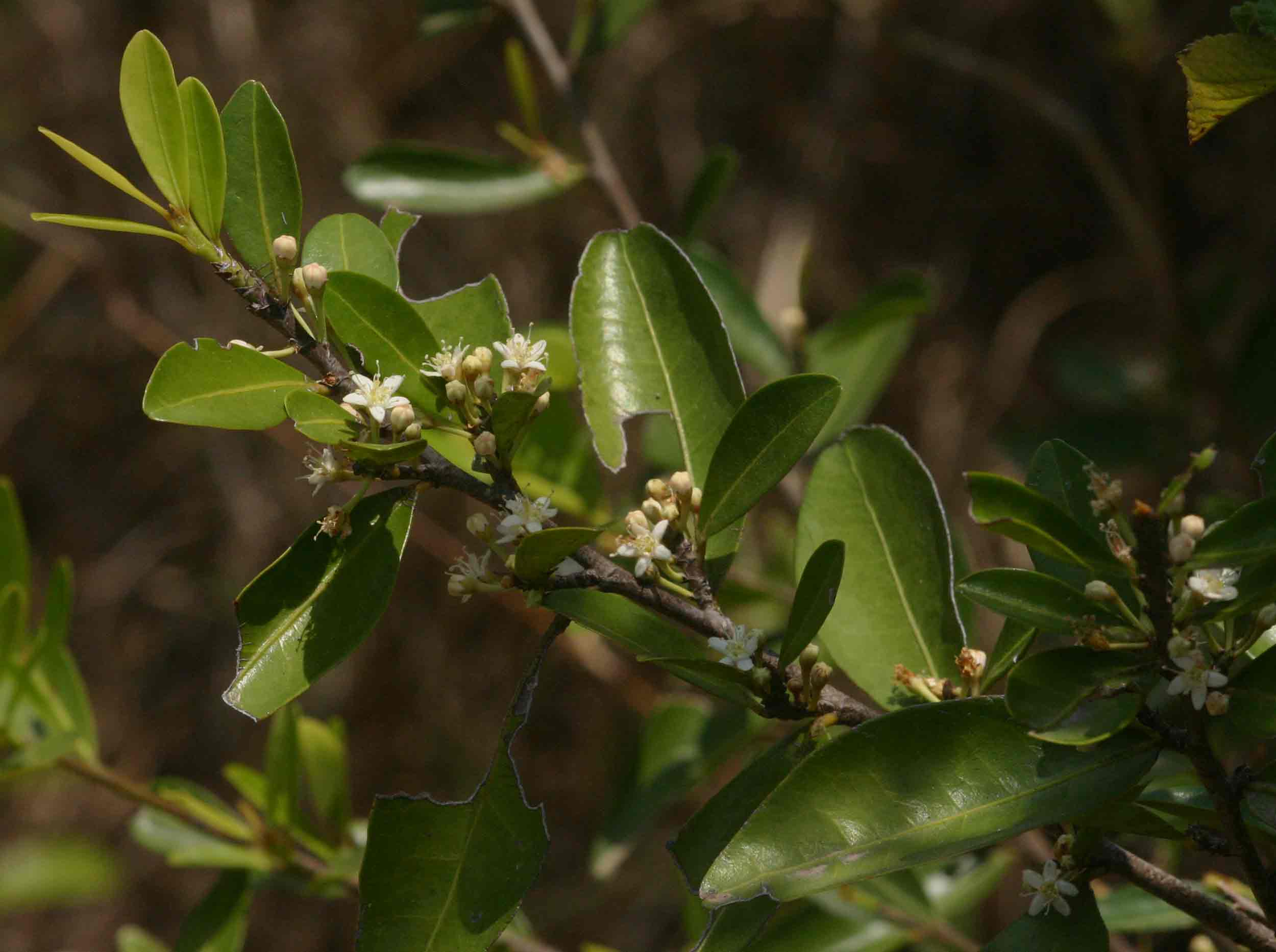 Erythroxylum emarginatum