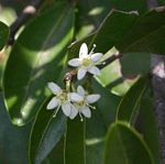 Erythroxylum emarginatum