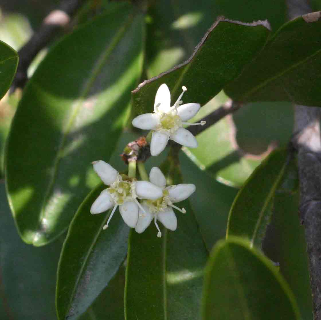 Erythroxylum emarginatum