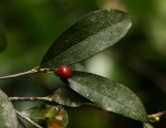 Erythroxylum emarginatum