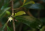 Erythroxylum emarginatum