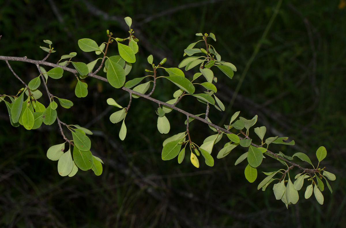 Erythroxylum zambesiacum Erythroxylum zambesiacum