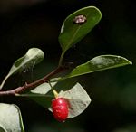 Erythroxylum zambesiacum