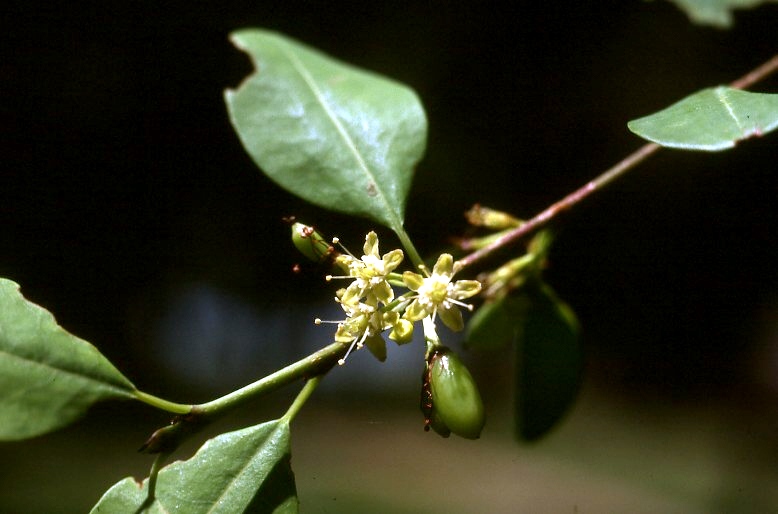 Erythroxylum zambesiacum Erythroxylum zambesiacum