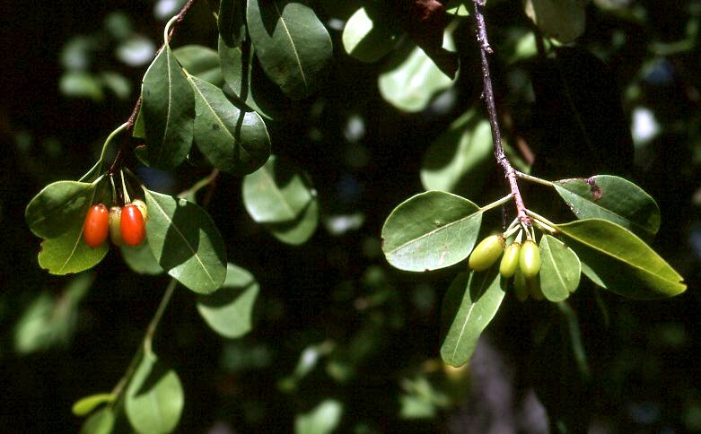 Erythroxylum zambesiacum Erythroxylum zambesiacum