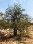 Balanites aegyptiaca var. aegyptiaca