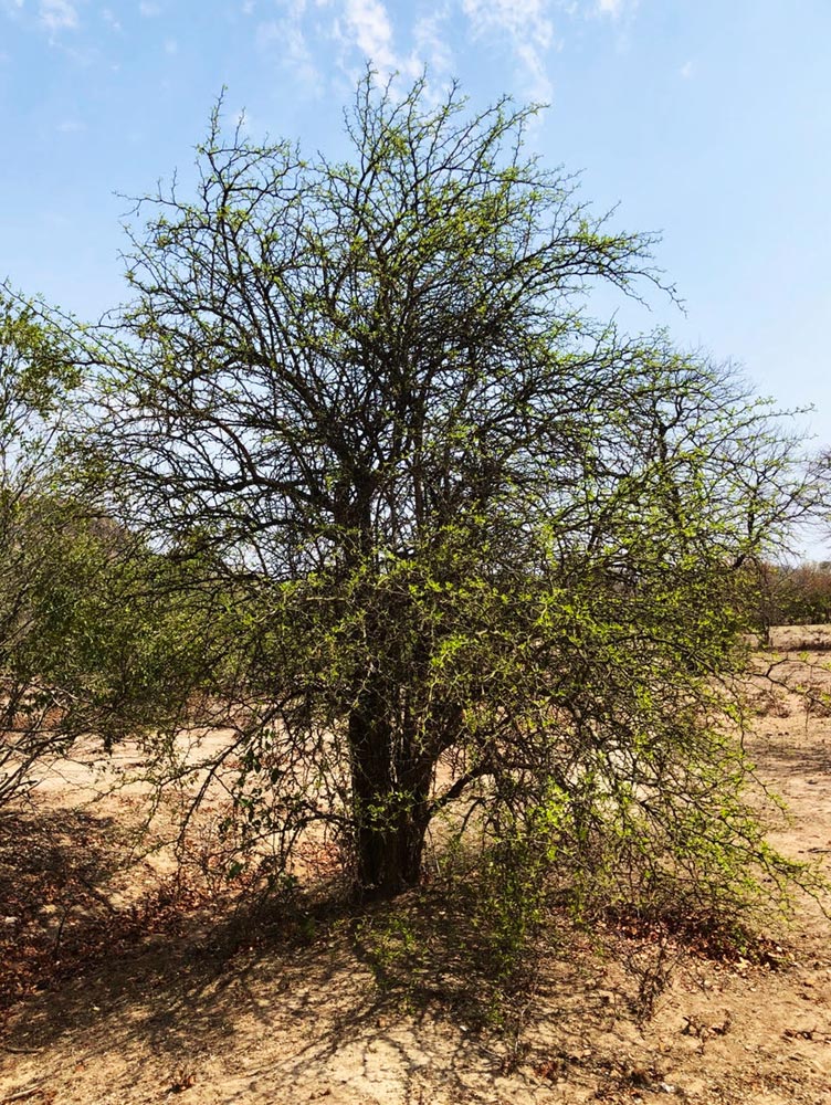 Balanites aegyptiaca var. aegyptiaca