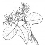 Balanites aegyptiaca var. aegyptiaca