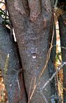 Balanites pedicellaris subsp. pedicellaris