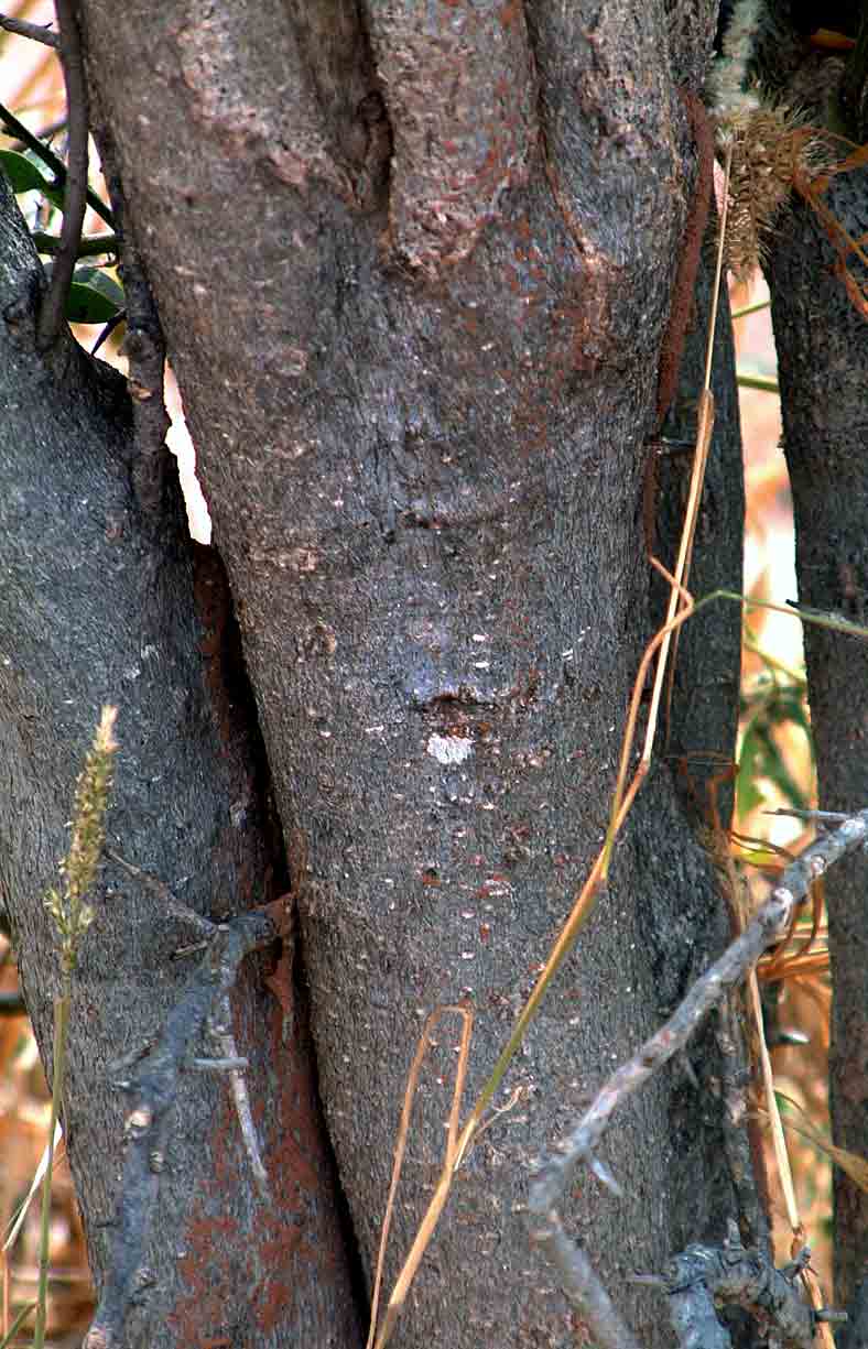 Balanites pedicellaris subsp. pedicellaris