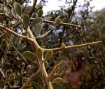 Balanites pedicellaris subsp. pedicellaris