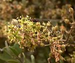 Balanites pedicellaris subsp. pedicellaris