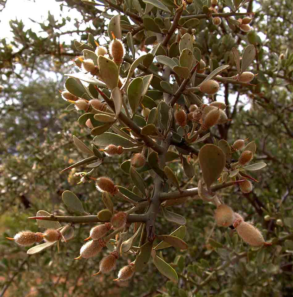 Balanites pedicellaris subsp. pedicellaris