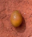 Balanites pedicellaris subsp. pedicellaris