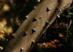 Zanthoxylum capense