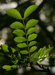 Zanthoxylum capense
