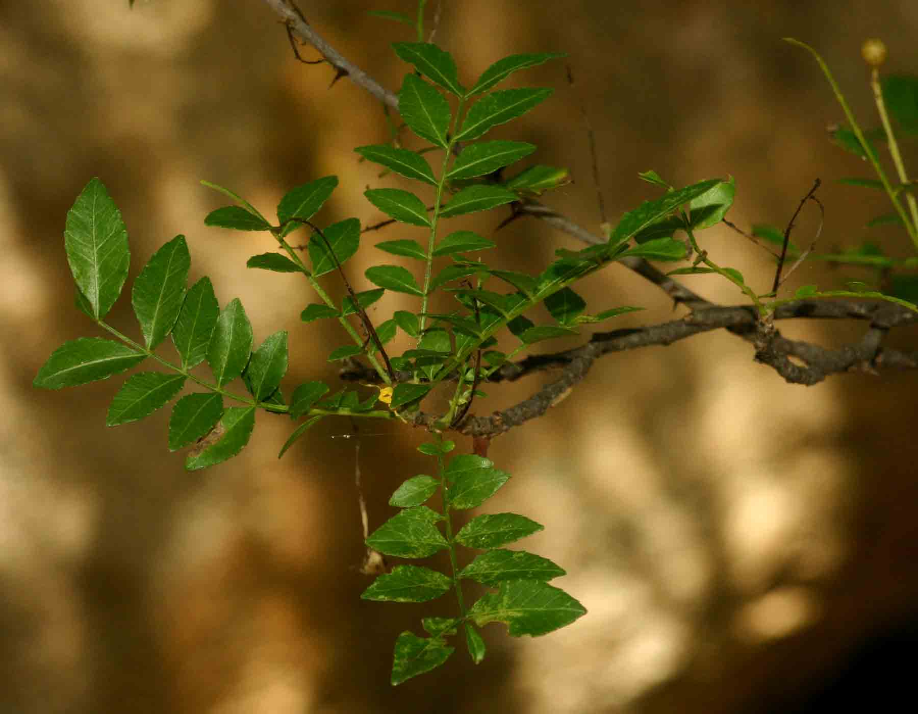 Zanthoxylum capense