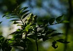 Zanthoxylum capense