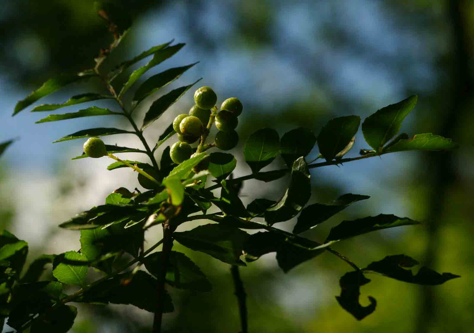 Zanthoxylum capense