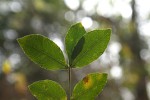 Zanthoxylum capense