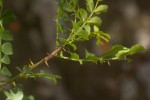 Zanthoxylum capense