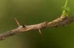 Zanthoxylum capense