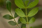 Zanthoxylum capense