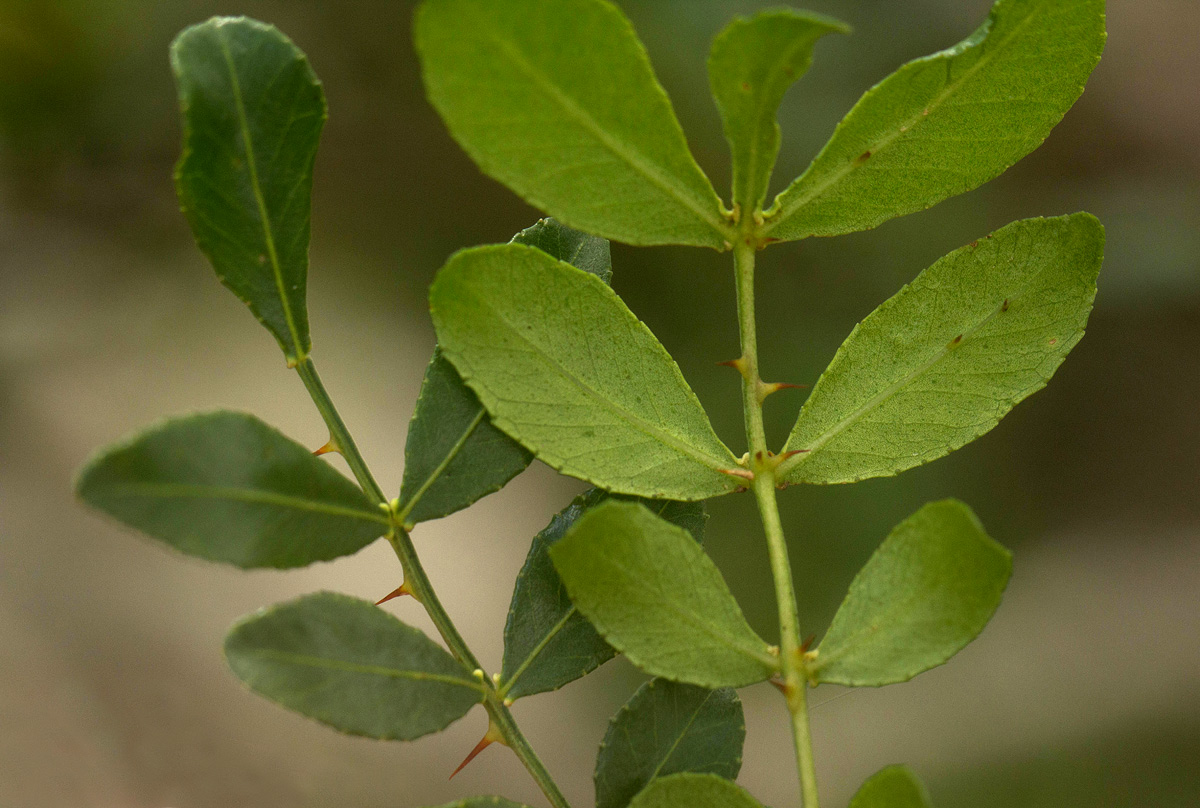 Zanthoxylum capense