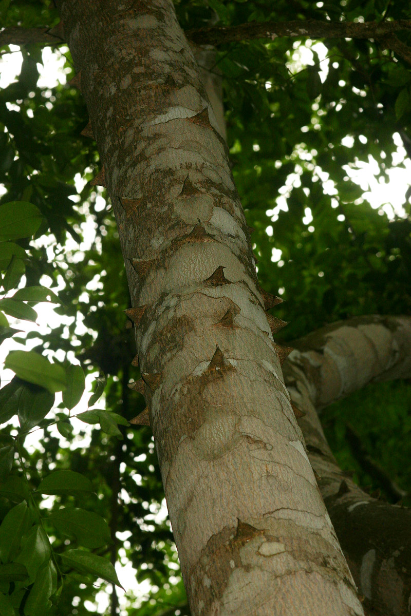Zanthoxylum leprieurii