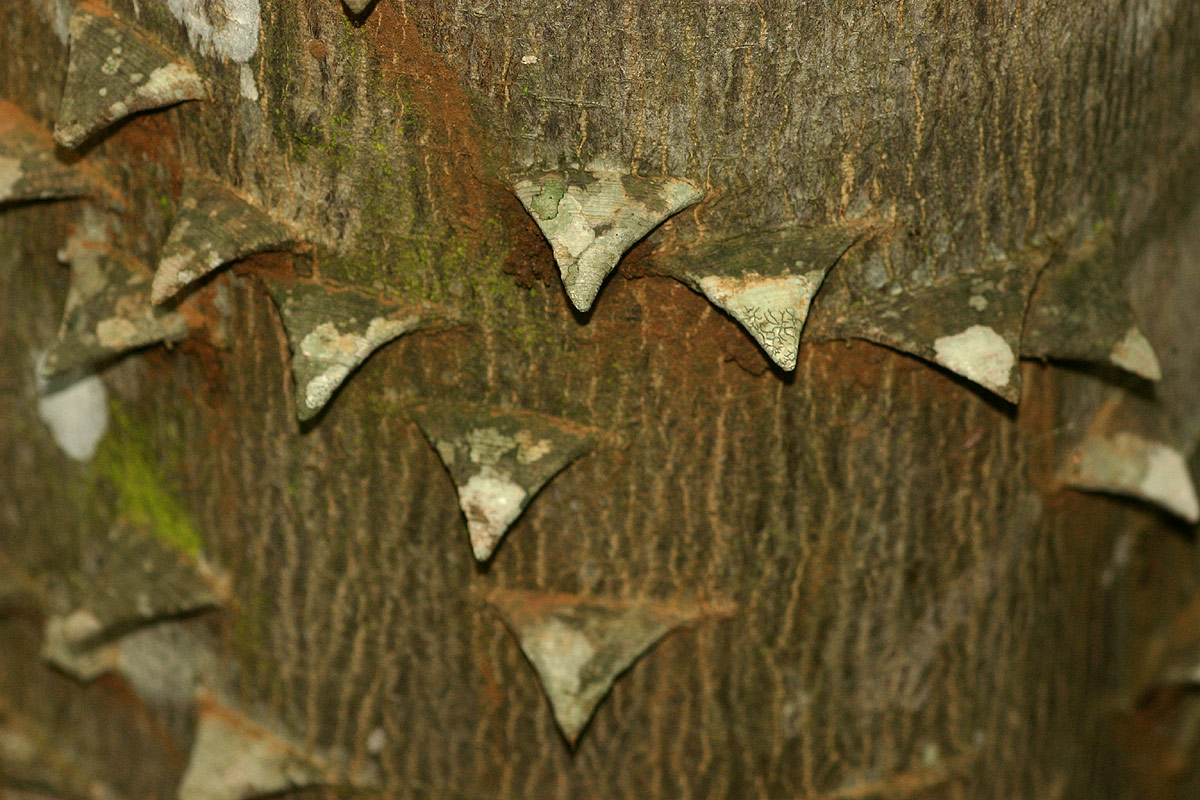 Zanthoxylum leprieurii