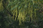 Zanthoxylum leprieurii
