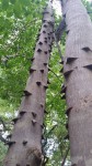 Zanthoxylum leprieurii