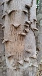 Zanthoxylum leprieurii