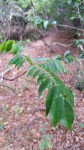 Zanthoxylum leprieurii