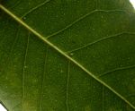 Calodendrum capense