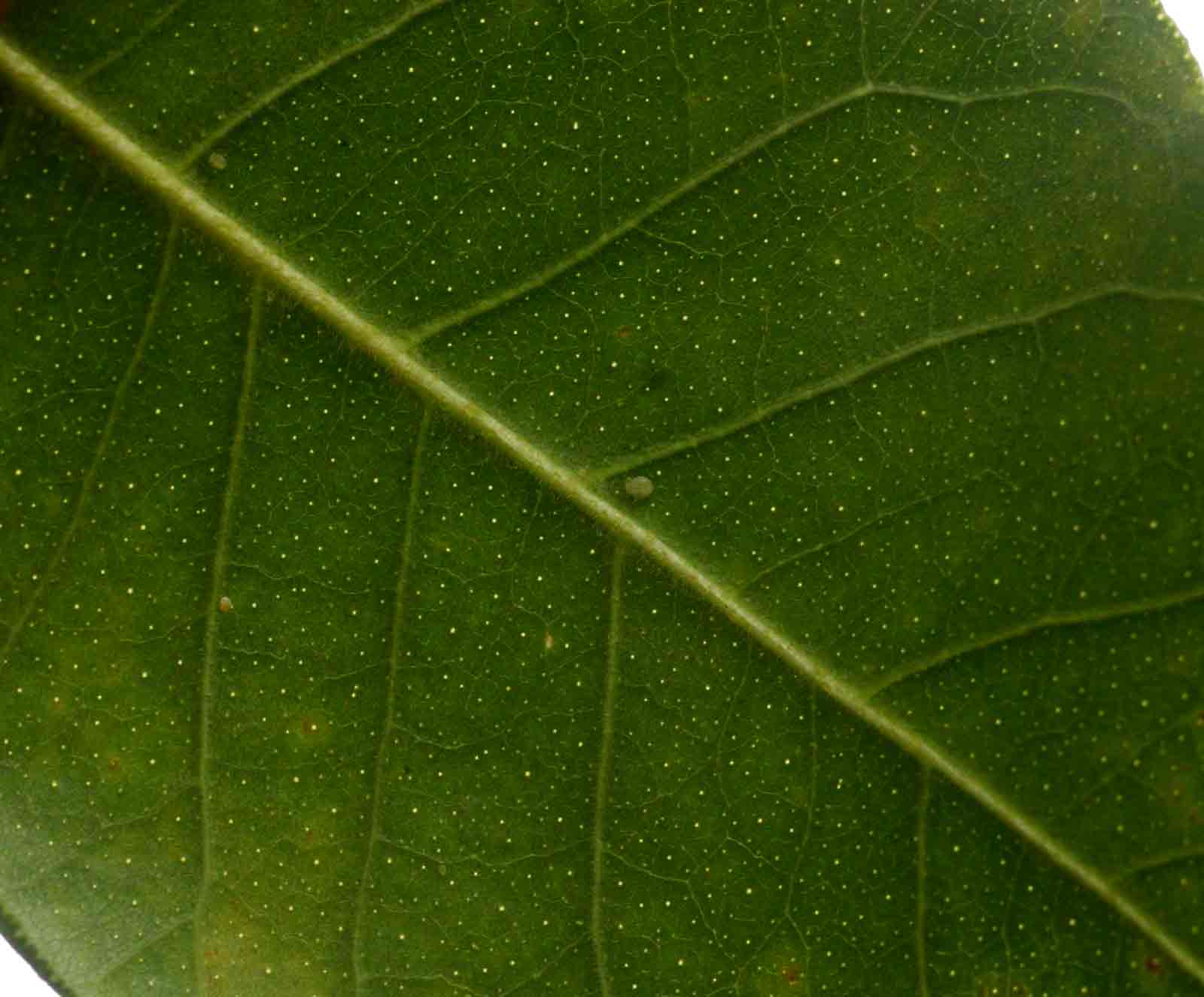 Calodendrum capense