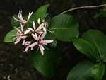 Calodendrum capense