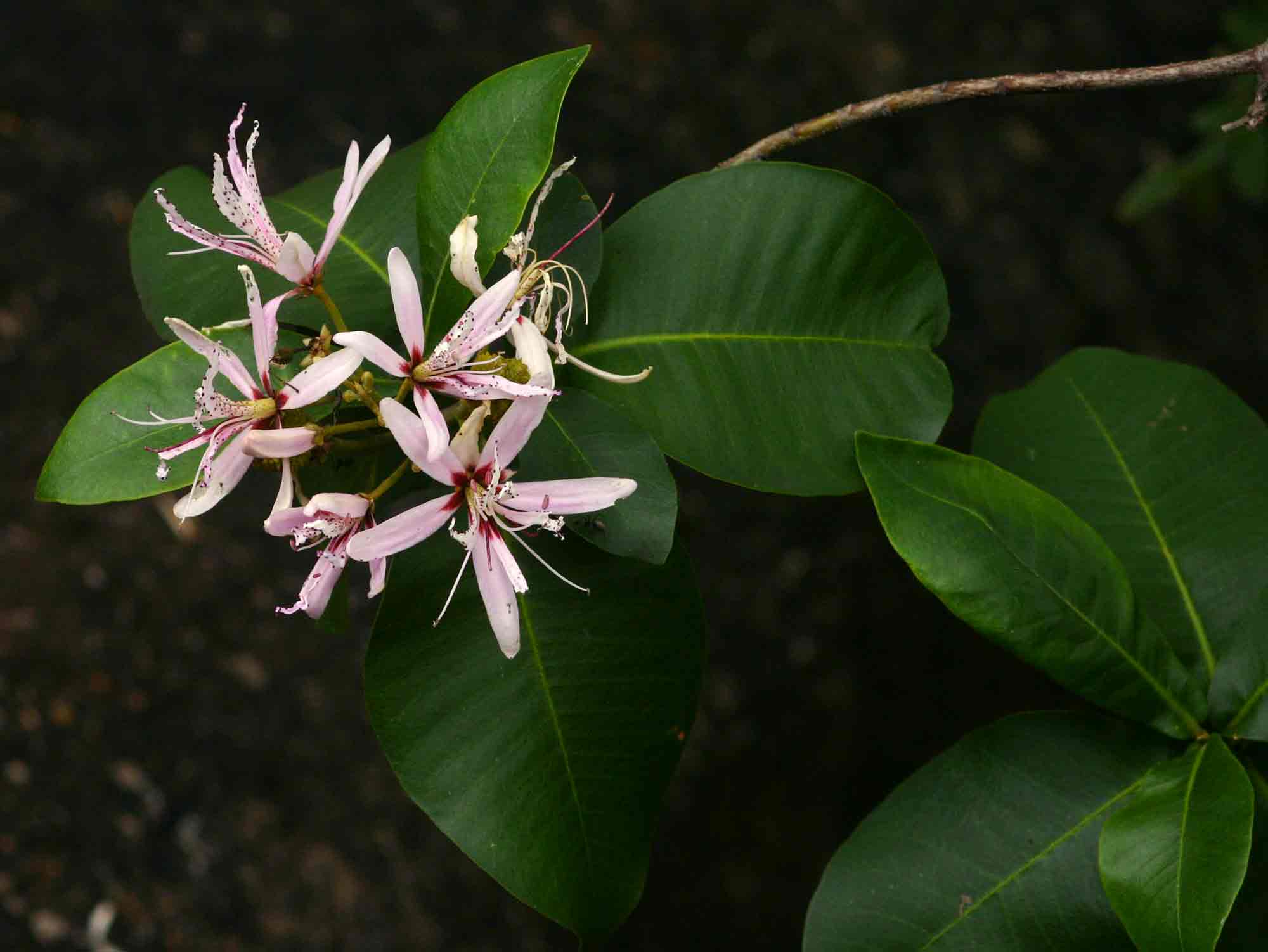 Calodendrum capense
