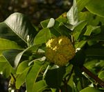 Calodendrum capense