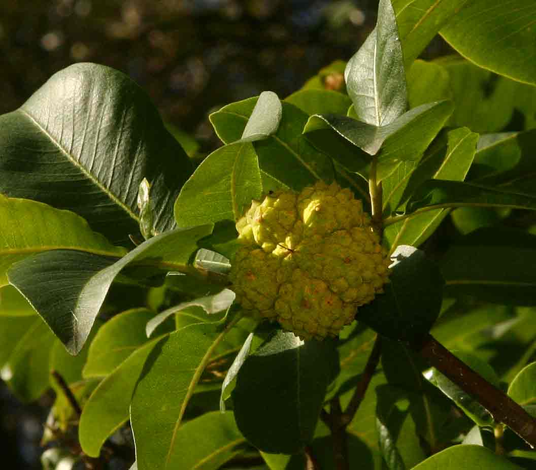 Calodendrum capense