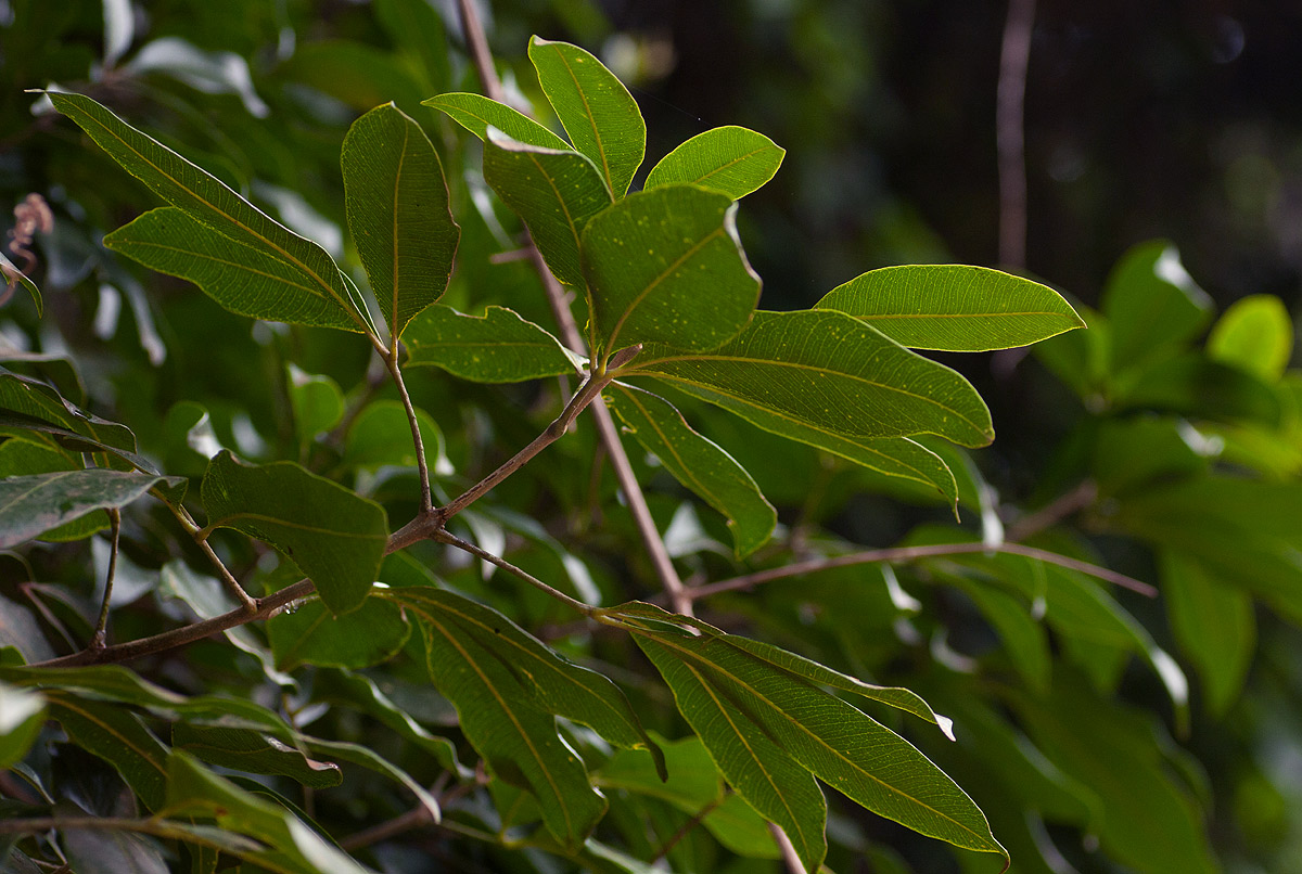 Vepris bachmannii