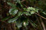 Vepris bachmannii