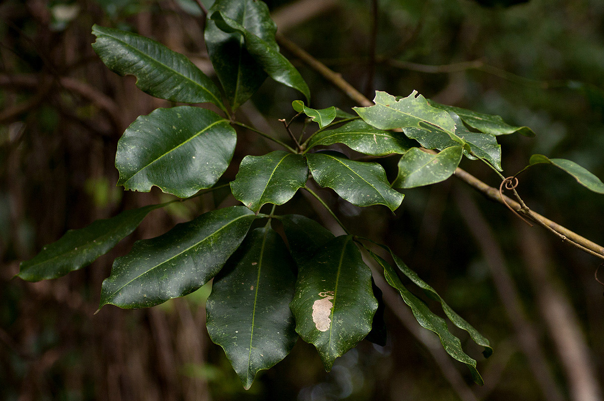 Vepris bachmannii