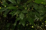 Vepris reflexa